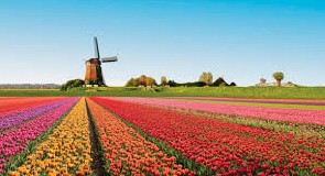 Colorful tulip fields