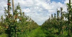 Flowering orchard at Olmenhorst